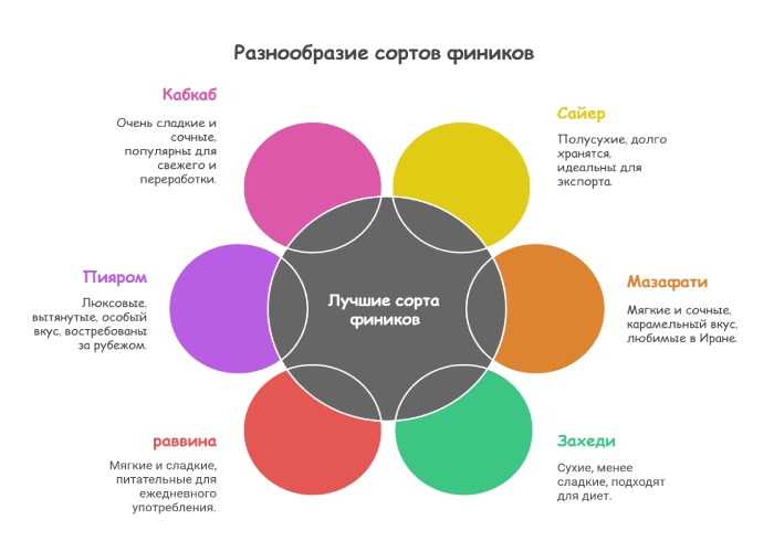 Лучшие сорта фиников в мире и их характеристики