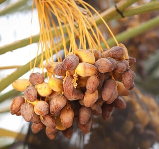Know everything about dates from ancient times to the present day
