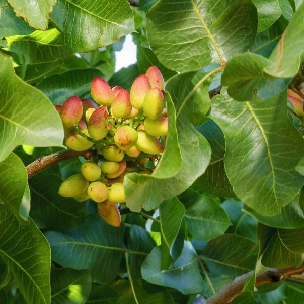 Where do they grow pistachios, everything you need to know kouroshfoods