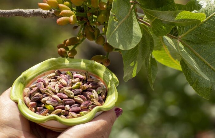 All about where pistachios originate from