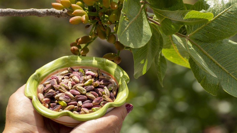 All about where pistachios originate from