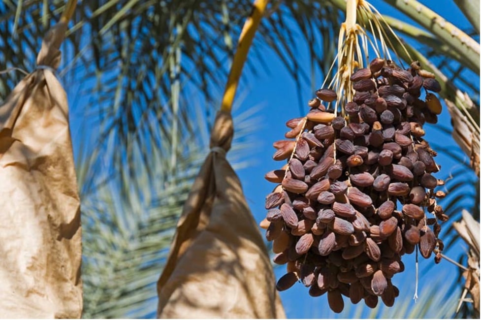 Leading Countries Growing Dates (Fresh Date Palm Fruits) - WorldAtlas