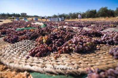 Raisin making process