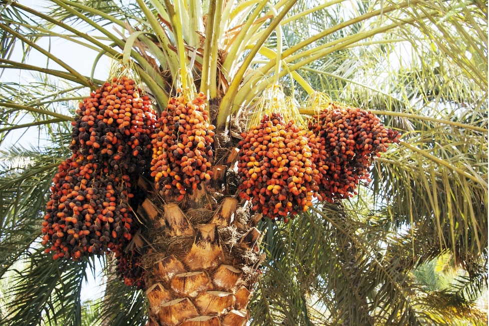 how-are-dates-grown-all-about-palm-trees