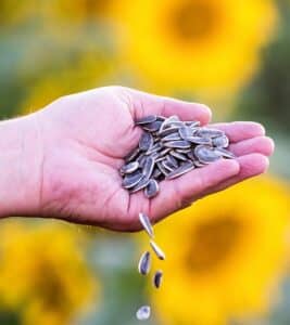 What is the benefits of eating sunflower seeds?