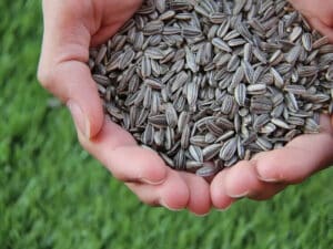 Power of Sunflower Seeds: 5 Health Benefits You Should Know