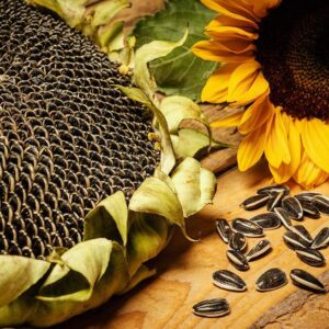 Sunflower seeds benefits for male