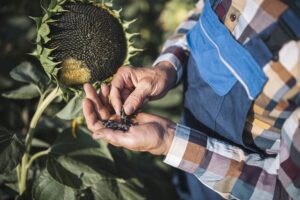 sunflower seeds benefits for female hormones