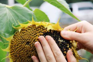 Getting to Know the Sunflower Advantages for Female Health