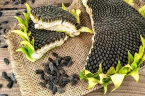 Sunflower Seeds Benefits for Female