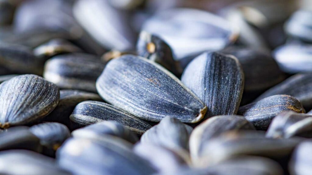 The Dark Side of Sunflower Seeds Exploring the Disadvantages and Side
