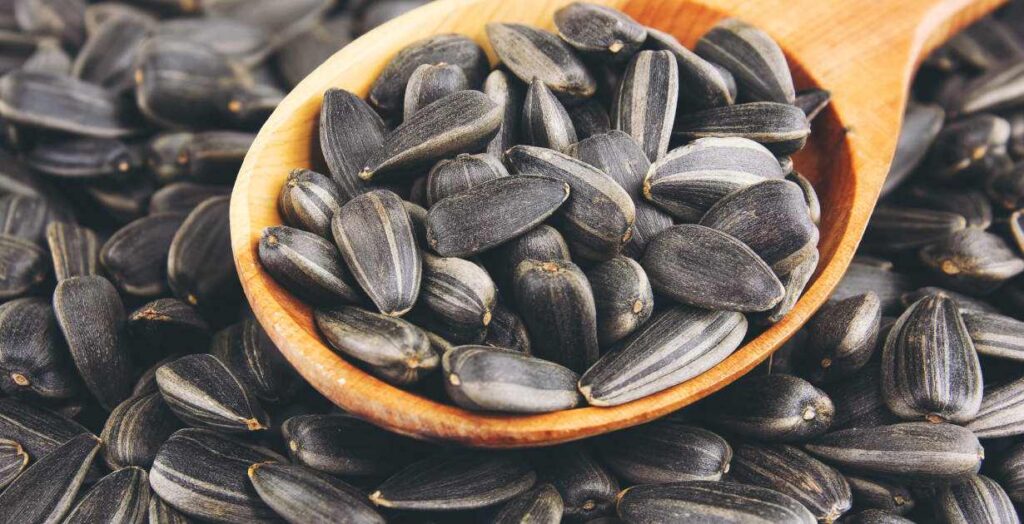 Getting to Know Medicinal Uses of Sunflower Seeds kouroshfoods