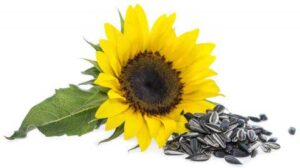 Medicinal Uses of Sunflower Seeds