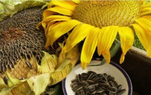 Nutrient Components in Sunflower Seeds