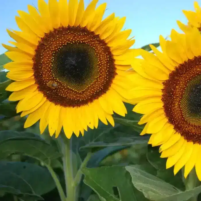 The Radiant World of Sunflowers: 10 Uses and Beyond