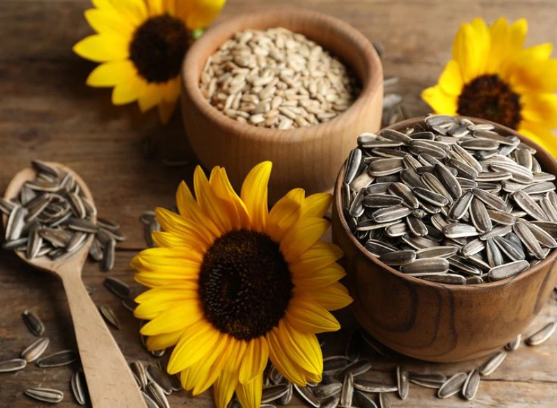 sunflower seed diet weight loss