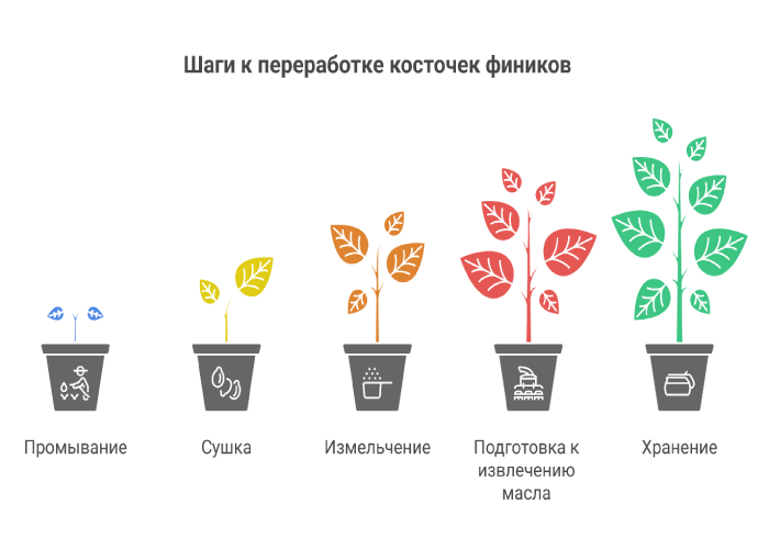 обработка и хранение финиковых косточек